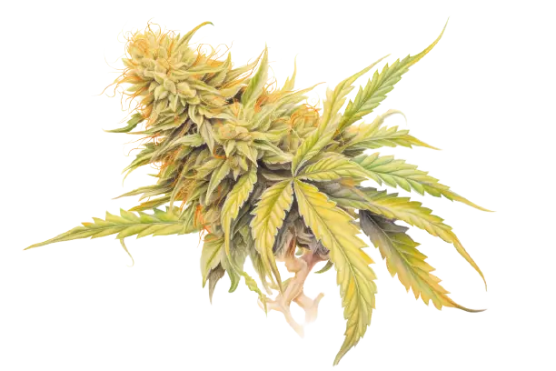 Eine Cannabis-Pflanze, die bunte Blumen trägt